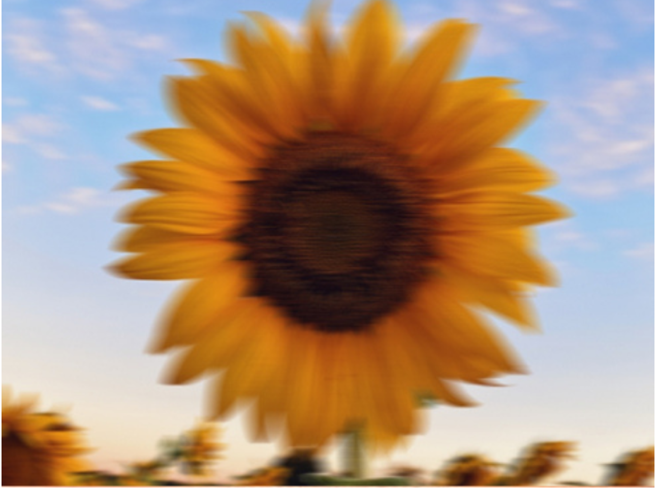 Refractive Errors